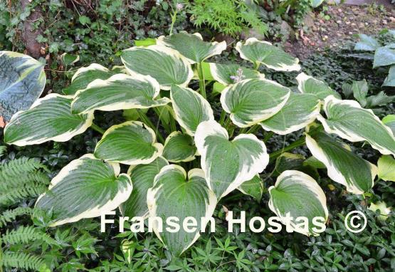 Hosta Minnesota Wild